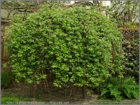 Salix caprea pendula, Ters Keçi Söğüdü Ağacı